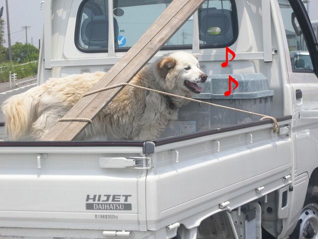 ボーダーコリーmegをhugしちゃおう 軽トラの荷台にワンコ